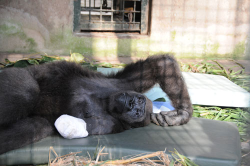 10-year old gorilla Shufai recovering from operation 10-year old gorilla Shufai recovering from operation