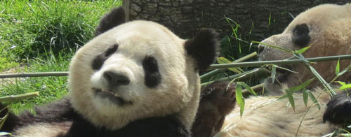 Spanish-born panda twins Po and DeDe Spanish-born panda twins Po and DeDe